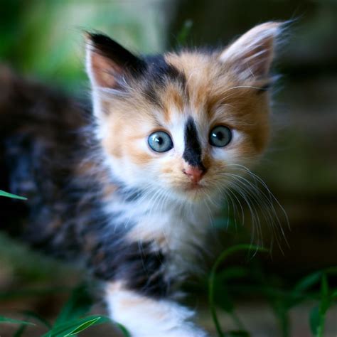 Long Haired Calico Cats Anime Hd Wallpapers Cute Baby