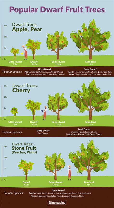Dwarf Fruit Trees Insteading