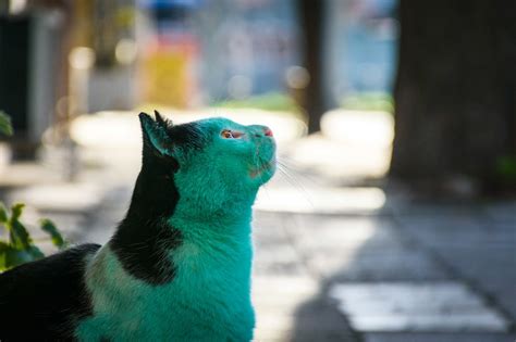 Години по късно Във Варна пак се появи зелена котка галерия Булевард България