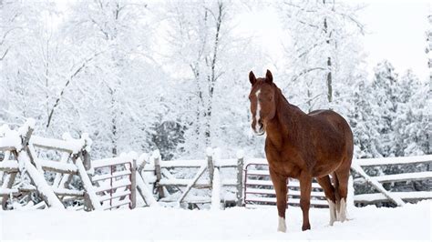 Brown Horse Is Standing On Snow Forest During Daytime Hd