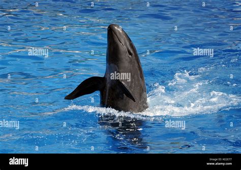Black Dolphin With Head Out Of The Water Stock Photo Alamy