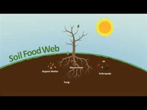 The student will sample entire soil food webs along the temperature gradients and use standard methods for quantifying microbial biomass and. Soil Food Web - Green House Feeding Bio Line - YouTube