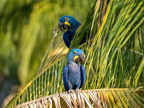 Are Blue Macaws Extinct Or Endangered Hyacinth Macaw Birdfact