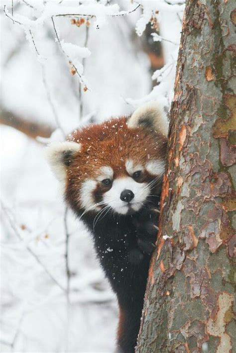 Animals Nature Red Panda Snow Wild Wildlife Image