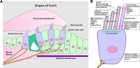 Schematic Of The Organ Of Corti And Hair Cell For Sound Perception A