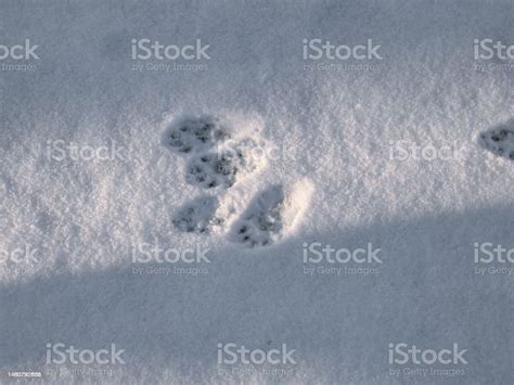 Footprints Of The European Pine Marten In The Snow In Winter Detailed