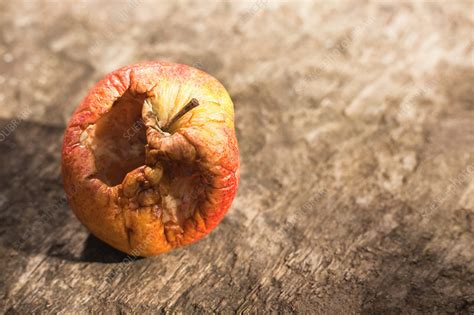 Rotten Apple Stock Image F0039696 Science Photo Library
