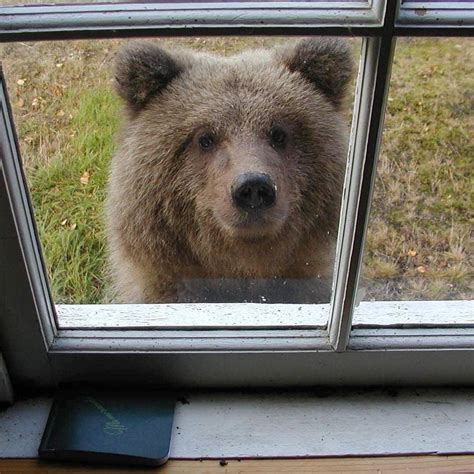 National park service on twitter: "me reappearing in people's lives