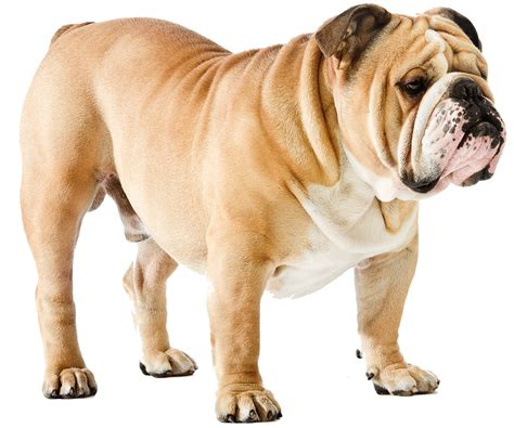 Cheaper compared to produce only do bulldog puppy. English Bulldog Health Checker - English Bulldog Insurance