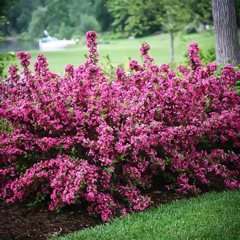 Sonic Bloom Weigela For Sale Online The Tree Center