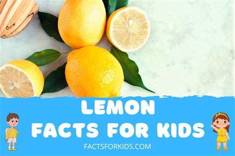 27 Lemon Facts For Kids And Their Curious Minds Facts For Kids