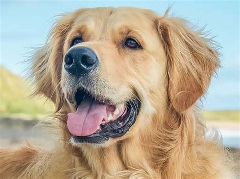 Leave me alone lady #youscreepy #goldenretriever #goldenretrievers #retriever #retrieversofinstagram #retrieverpuppies #puppies. Texas university stops breeding golden retrievers for ...
