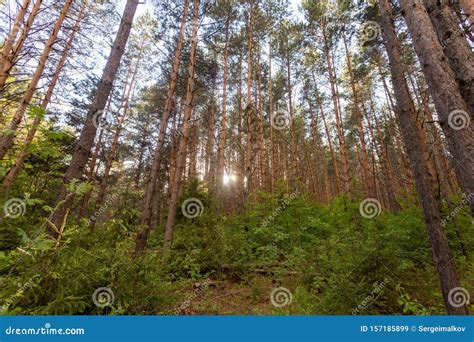 Pine Forest Slender Row Of Trees Stock Image Image Of Bright