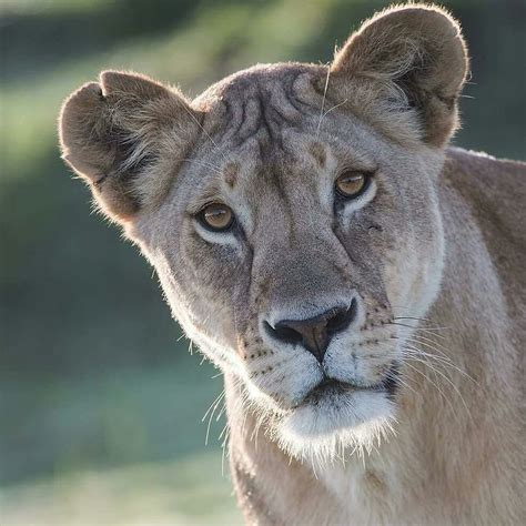 Lioness With A Beautiful Face One Ear Is A Little Ragged But Hasnt