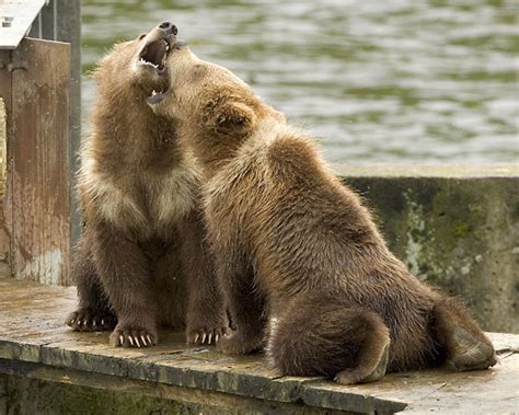 Kodiak Bears Kodiak National Wildlife Refuge Wildlife Pho Flickr