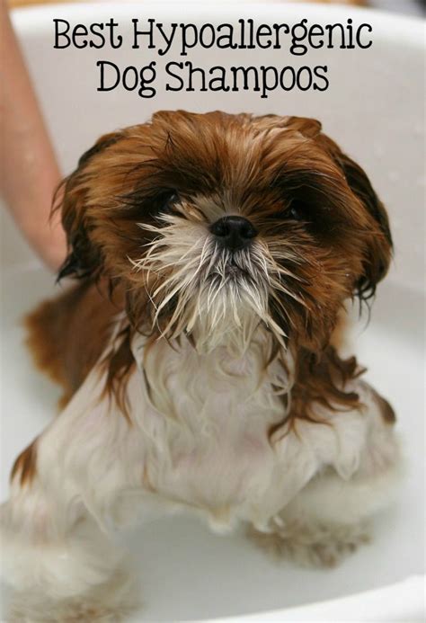 Indoor cats are notorious for getting hairballs. Hypoallergenic Dog Shampoo - Keep Your Dog Clean