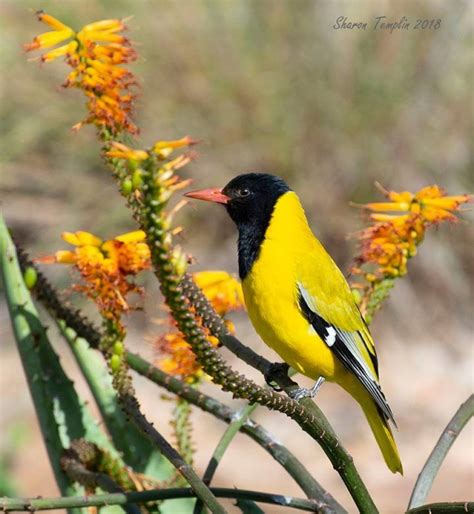 Top 25 Wild Birds Photographs Of The Week Birds In Flowers National