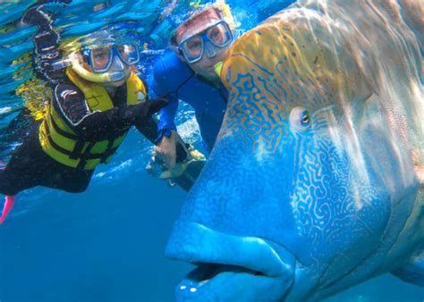 Cairns And Great Barrier Reef Scuba Dive And Snorkel Tours Silverswift