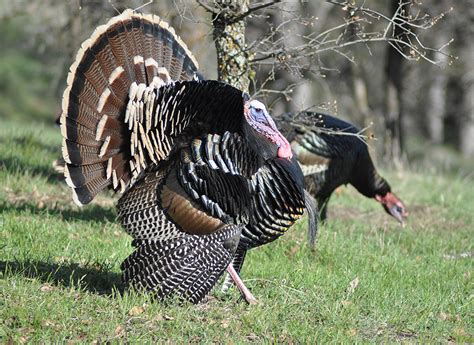 California Turkey Forecast For 2015 Game And Fish