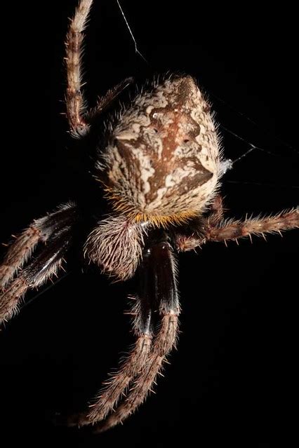 Australian Garden Orb Weaver Spider (Eriophora transmarina) on web at night, Marlow Lagoon