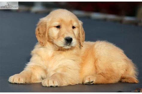 Advice from breed experts to make a safe choice. Golden Retriever Puppies For Sale In Upper Michigan | PETSIDI
