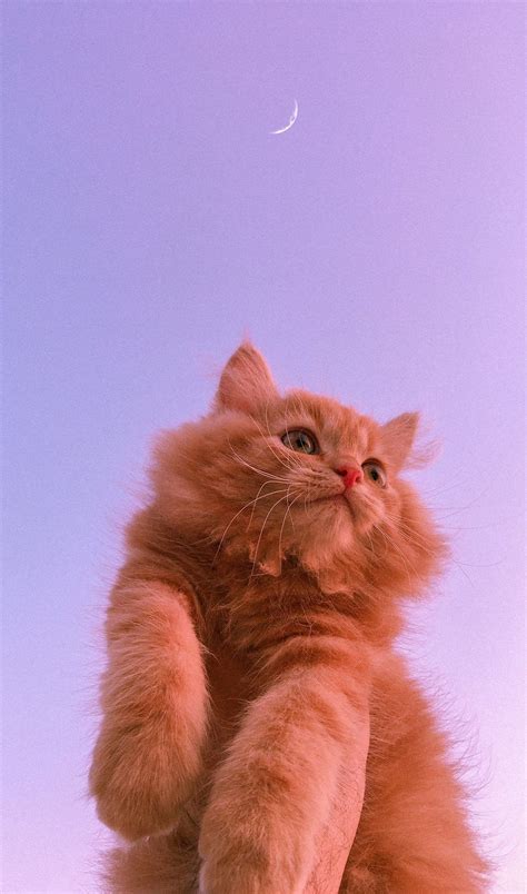 Pin By ☽ 𝒹 𝓇 𝑒 𝒶 𝓂 𝒾 𝓃 𝑔 ☾ On 찾고 싶은 사진 분위기 Cute Baby Cats Funny Cat