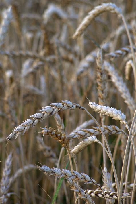 Free Images Nature Branch Field Wheat Prairie Frost Summer