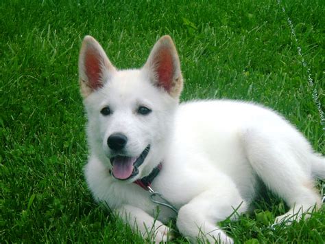 Friends Of Fido Dog Blog Pics Of Duke The White German Shepherd Pup