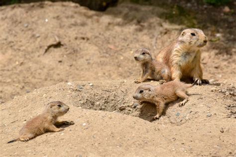 Prairie Dog Pups Make First Appearances At The Maryland Zoo The