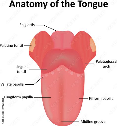 Anatomy Of The Tongue Labelled Diagram Vector De Stock Adobe Stock