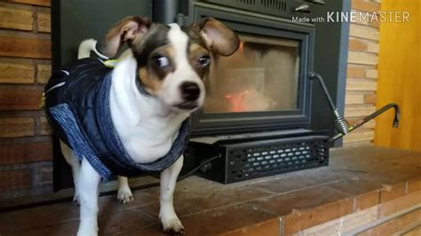 It is not as laborious you think if you know what you are dealing with in terms of the cause of deafness and extent. My deaf dog is so cold - YouTube