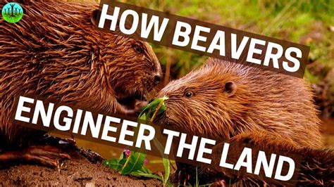 How Beavers Engineer The Land YouTube