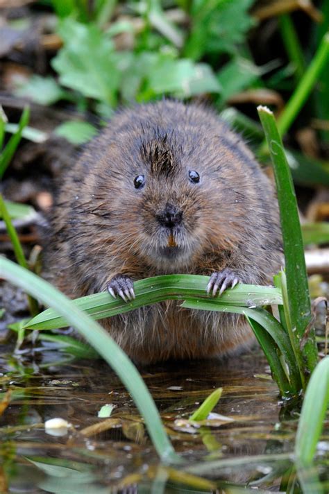 Saving Ratty The Sad Plight Of Britains Water Voles Country Life