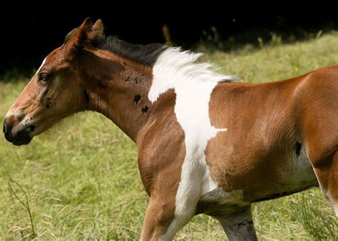 This Little Foal Was Born With An Amazing Horse Shaped Marking