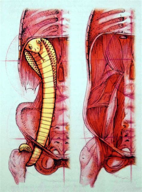 Cobra Core Support Anatomy Trains Blog In 2020 Muscle Anatomy