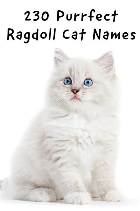 230 Purrfect Ragdoll Cat Names Cute Cat Names Kitten Names Cute Cats