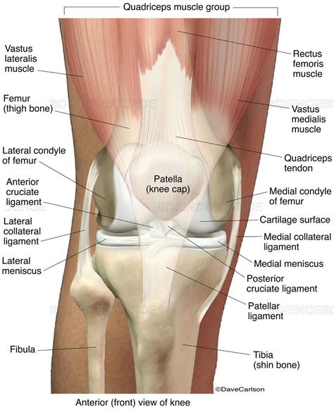 Human muscle system, the muscles of the human body that work the skeletal system, that are under voluntary control, and that are concerned with movement, posture, and balance. Science Source - Knee Joint (labeled), illustration