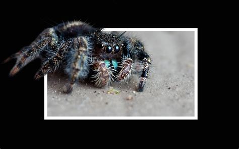 Autumn = FALLing Prices! – Apocalypse Pest Control