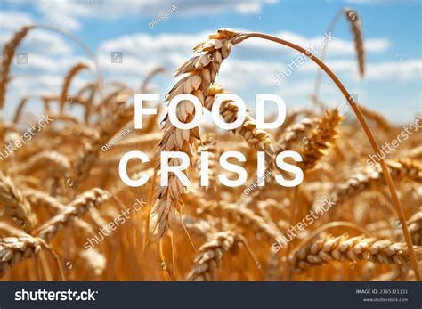 Problem Shortage Wheat World Food Crisis Stock Photo 2165321131