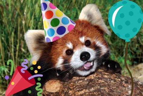 Red Panda Happy Birthday  Klaudia