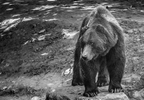 Grizzly Bear Photograph By Patrick Boening Fine Art America