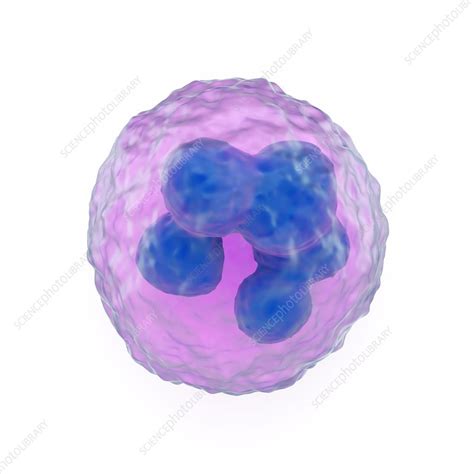 Granulocyte White Blood Cell Artwork Stock Image F0076427