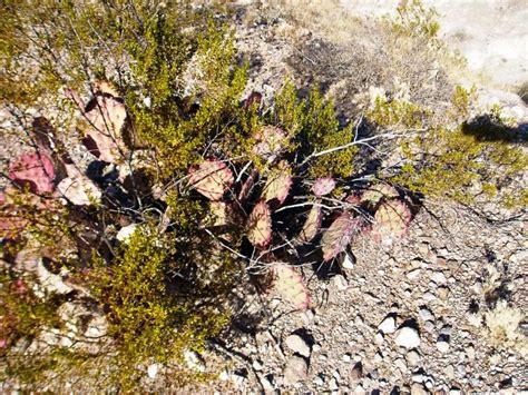 While using a saguaro for target practice, the gigantic. Opuntia azurea, Texas prickly pear cactus, blue plant