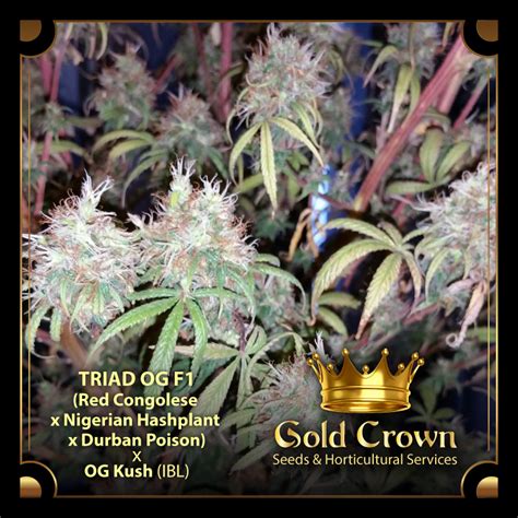 Grow Like Joe Gold Crown Seeds And Horticultural Services