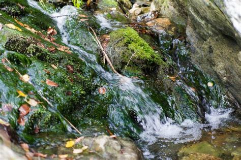 Pure Mountain Spring Flows Stones Covered Moss Stock Photos Free