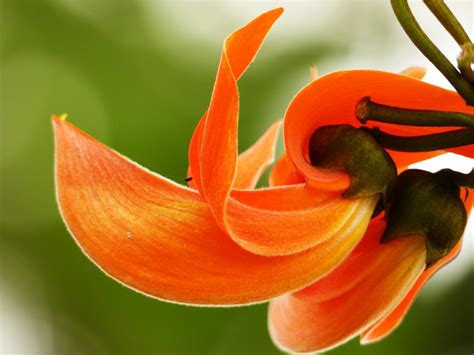 Lovely Flame Flower Smithsonian Photo Contest Smithsonian Magazine