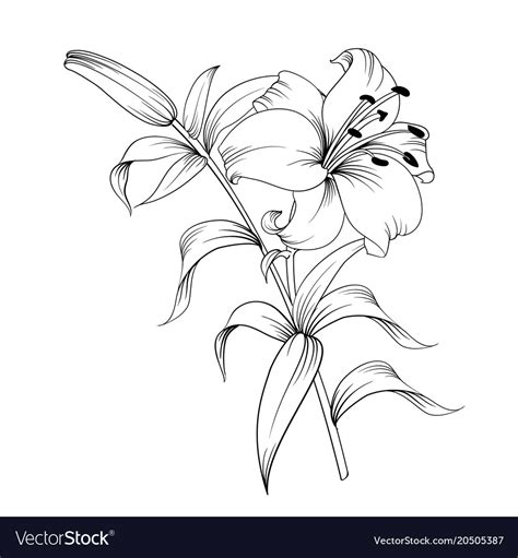 The Blooming Lily Royalty Free Vector Image Vectorstock
