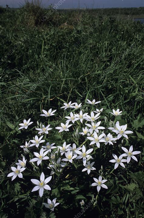 Check spelling or type a new query. Star-of-Bethlehem flowers - Stock Image - B640/0677 ...