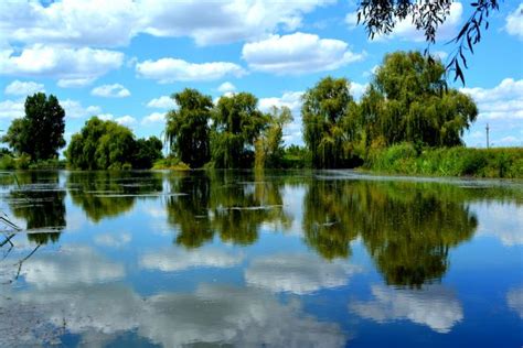 Banco De Imagens Panorama árvore Agua Natureza Grama Pântano