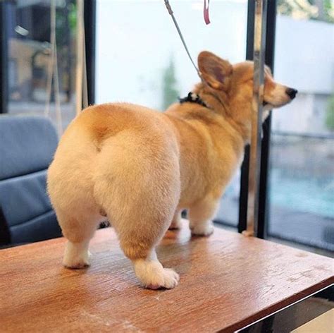 the world s greatest gallery of corgi butts corgi butts corgi corgi funny